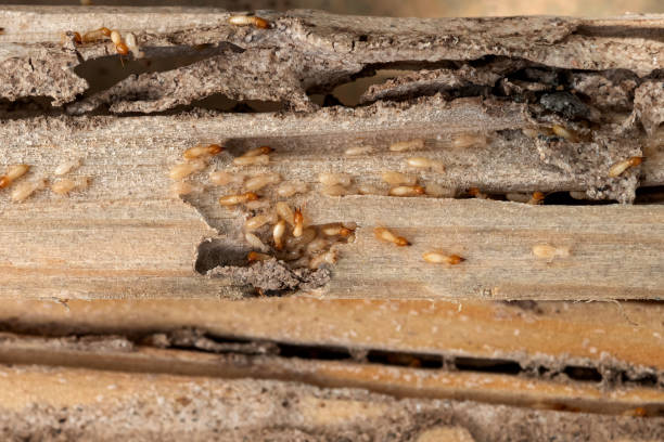Best Exterminator Services  in Ellensburg, WA