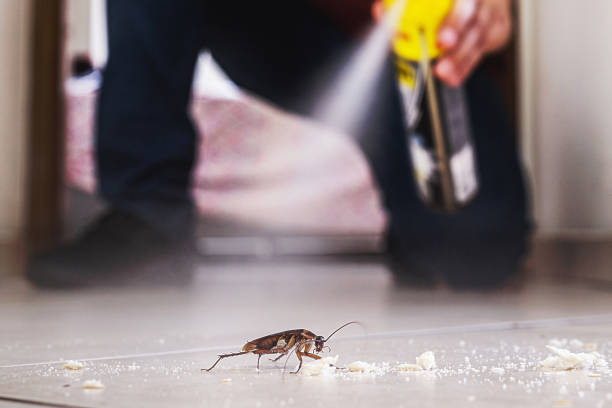 Best Pest Control for Homes  in Ellensburg, WA